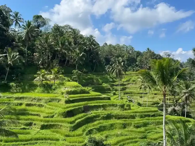 Tegalalang: The Emerald Sanctuary